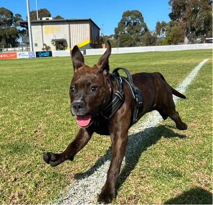 Doggo Smile No-Pull  Harness