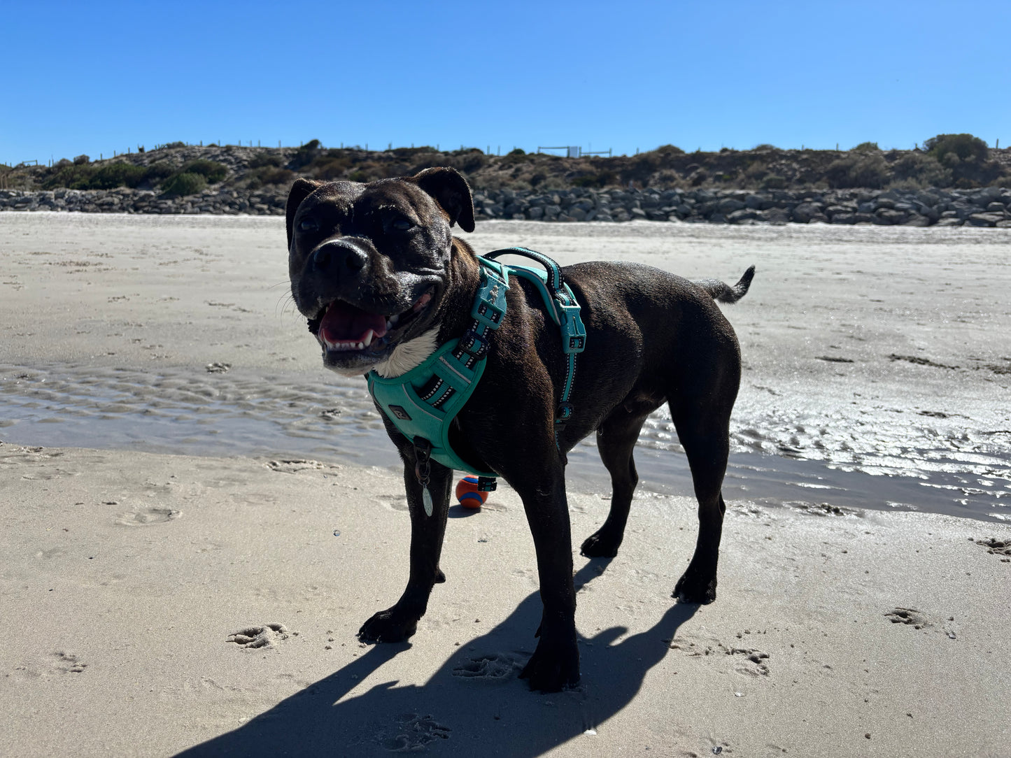 Doggo Smile No-Pull  Harness