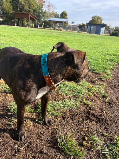 Personalized Dog Collar