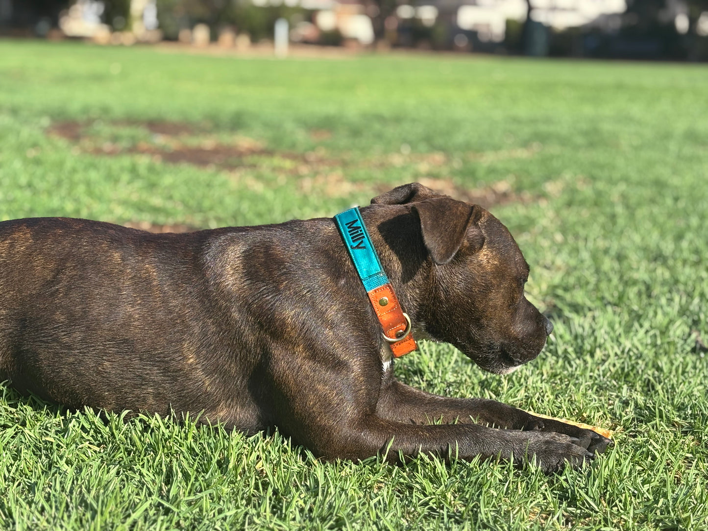 Personalized Dog Collar